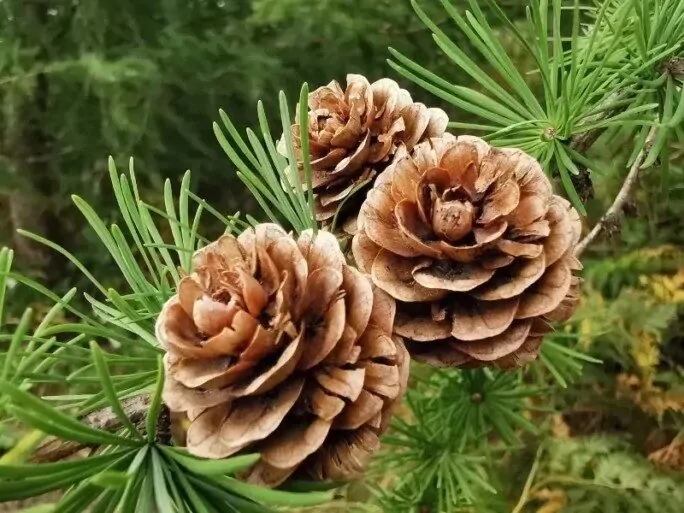 Naslovna slika za clanak Arabinogalaktan za imunitet – spoj bogat vlaknima