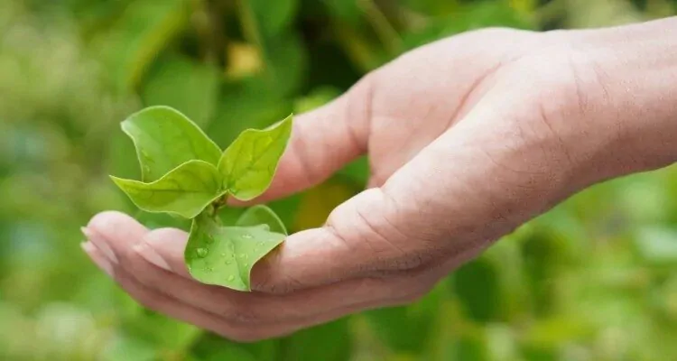 Srebrna svilenica Ruka u kojoj se nalazi list biljke srebrne svilenice koja se pokazala kao korisna prilikom terapije debljine.