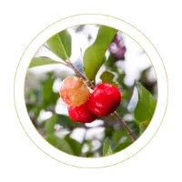 Acerola plod