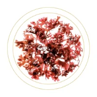 Alga haematococcus Pluvialis