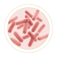 Bacillus coagulans