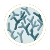 Bifidobacterium Lactis BS01