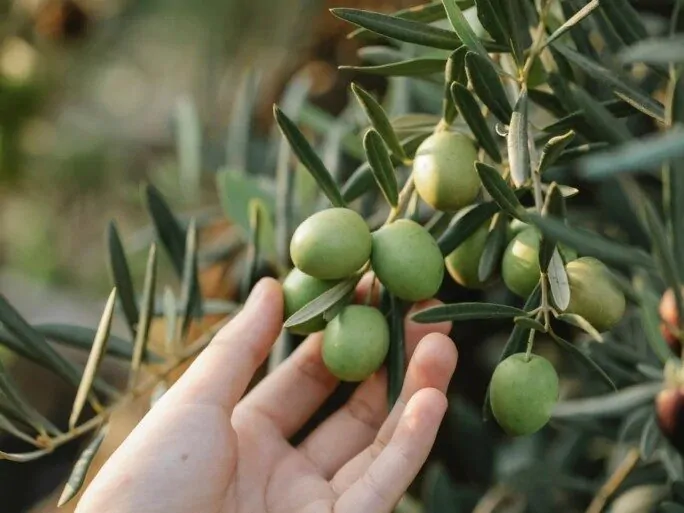 Naslovna slika za clanak Dr.Brozina: Beta glukan, list masline i njihove blagodati