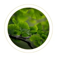 Ginkgo biloba