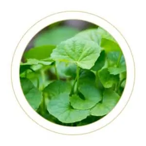 Gotu kola
