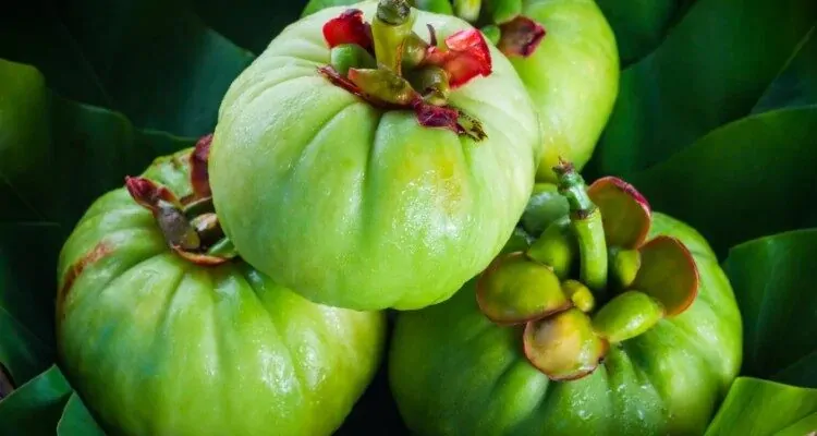 Garcinia cambogia_1 Garcinia cambogia kao biljna vrsta koja pomaÅŸe pri regulaciji prekomjerne tjelesne mase