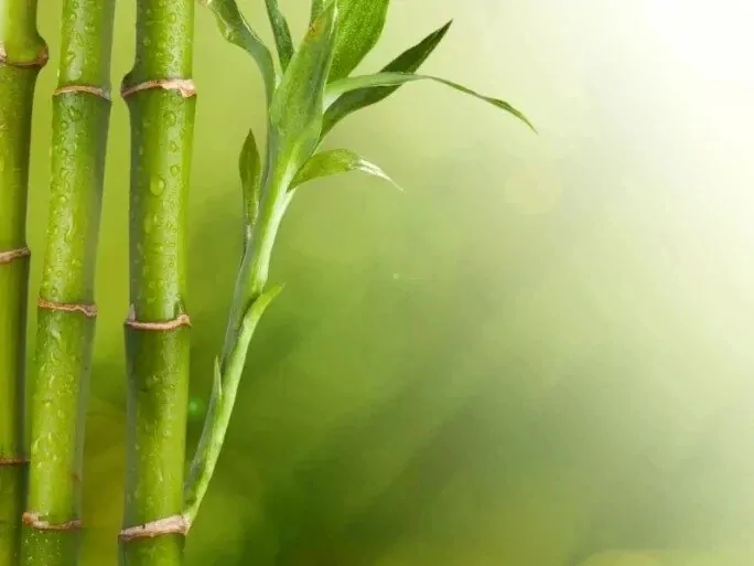 Naslovna slika za clanak Bambus za ljepotu: dobrobiti ovog moćnog dodatka