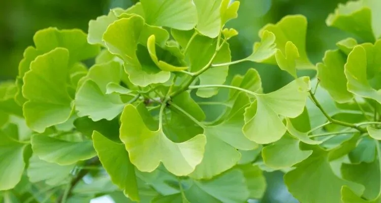Biljka ginkgo biloba u prirodi