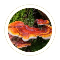 Reishi